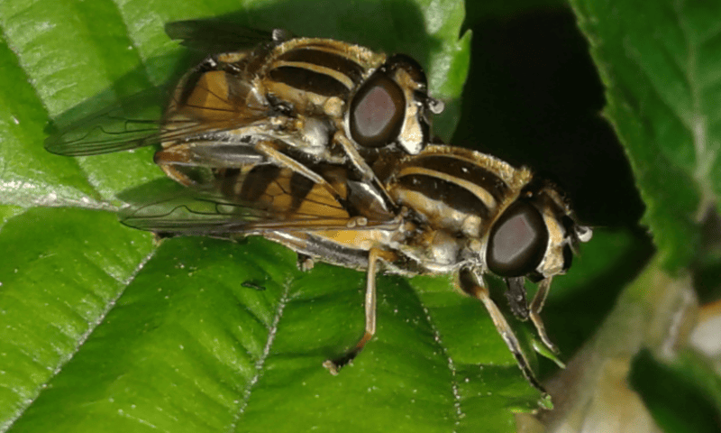 Syrphidae : coppia di Helophilus pendulus